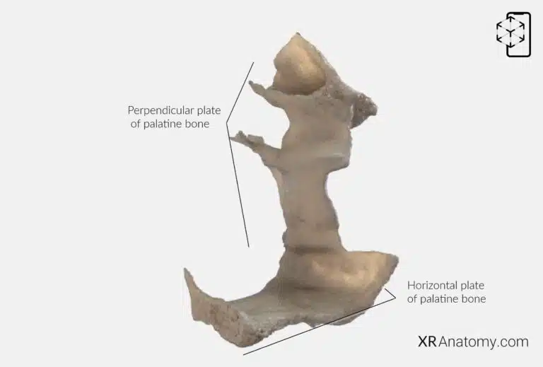 AR Figure 62 – Palatine bone