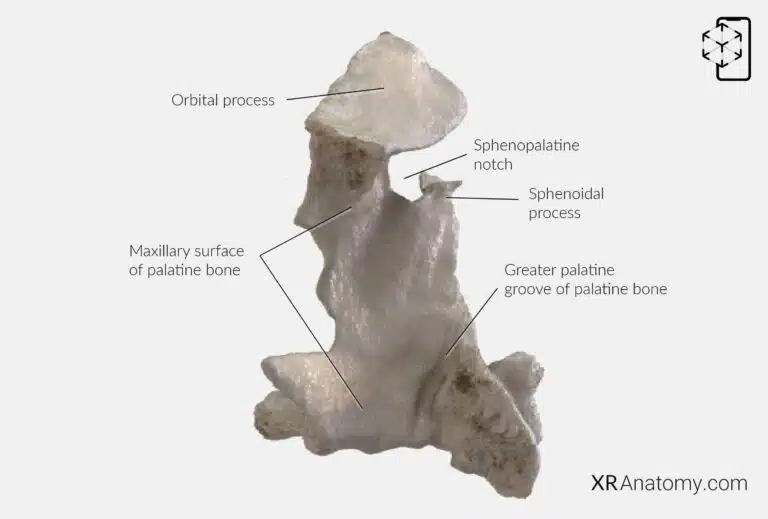 AR Figure 64 – Palatine bone: Perpendicular plate