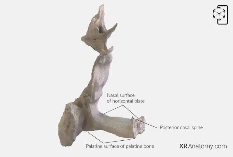 AR Figure 65 – Palatine bone: Horizontal plate