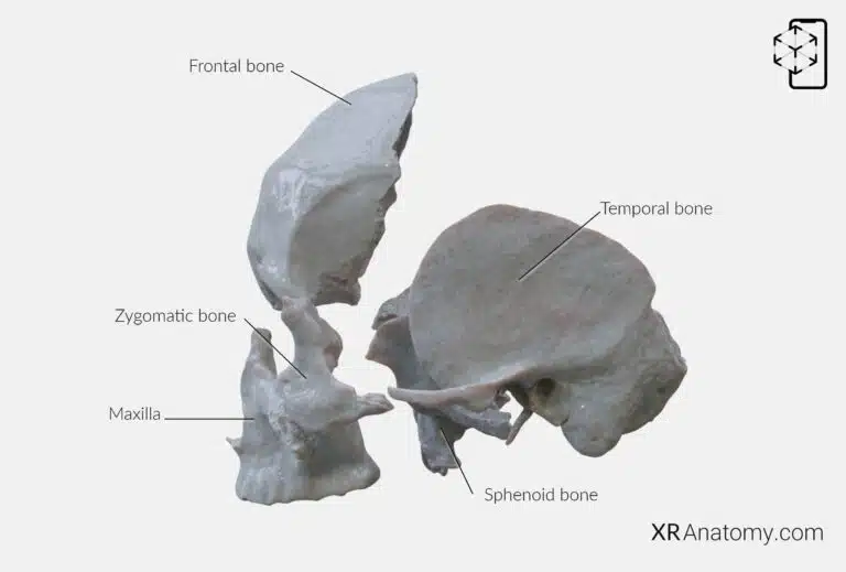 AR Figure 66 – Zygomatic bone: Disarticulated view