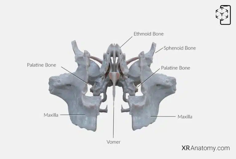 AR Figure 70 – Vomer: Disarticulated view