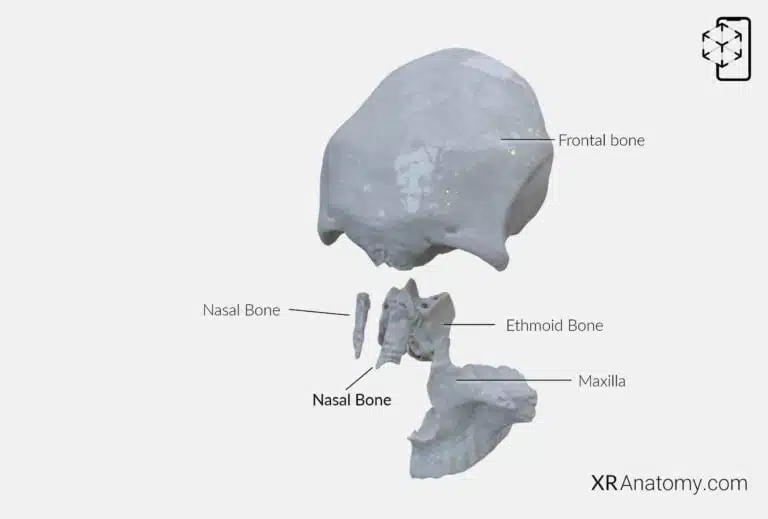 AR Figure 72 – Nasal bone: Disarticulated view