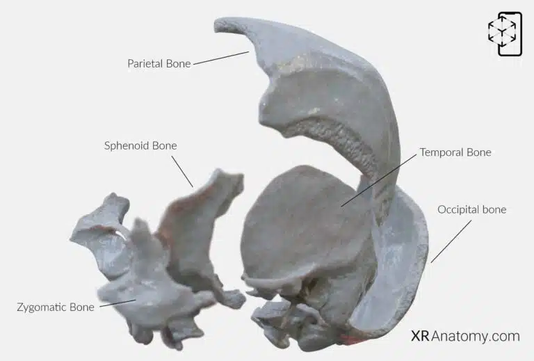 AR Figure 8 – Temporal Bone: Disarticulated view