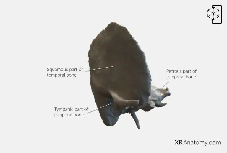 AR Figure 9 – Temporal Bone: Parts of Temporal bone