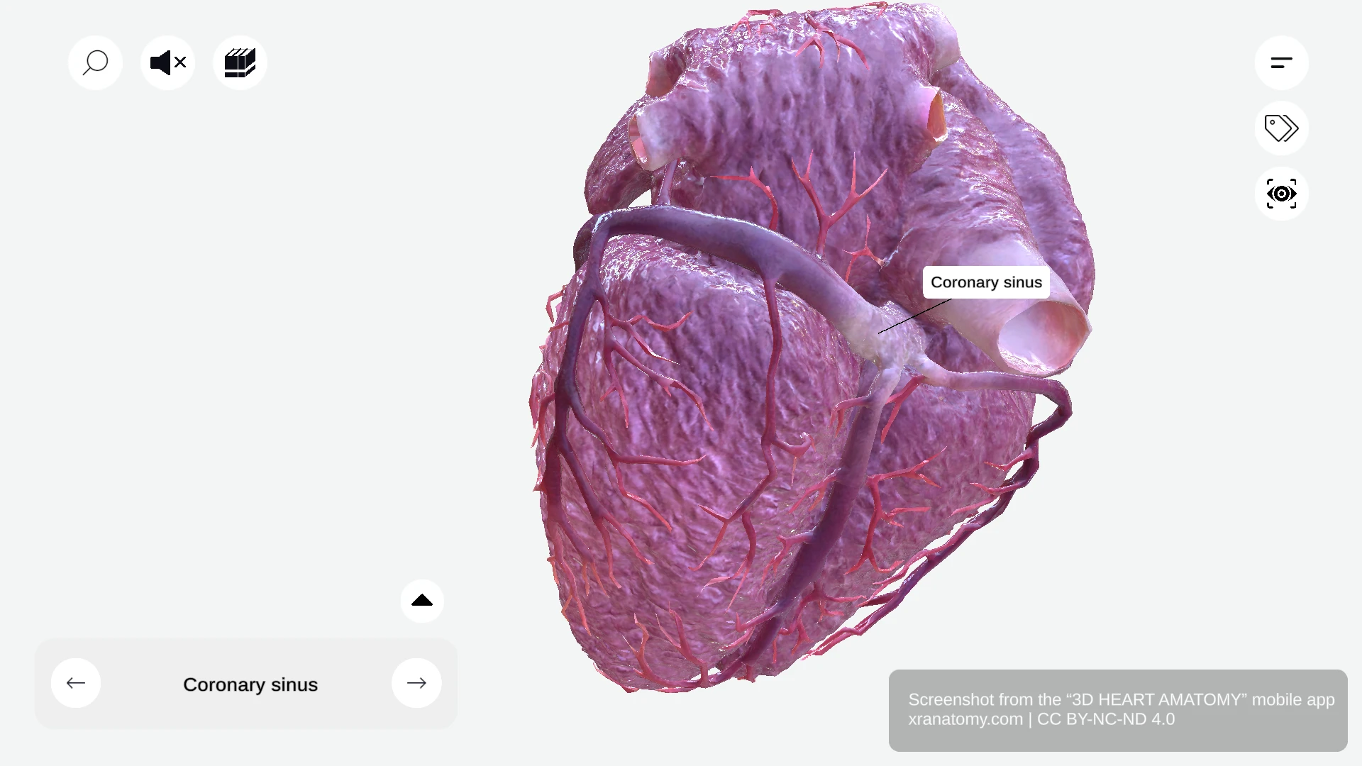 Coronary sinus anatomy showing primary venous structure receiving tributaries and draining into right atrium