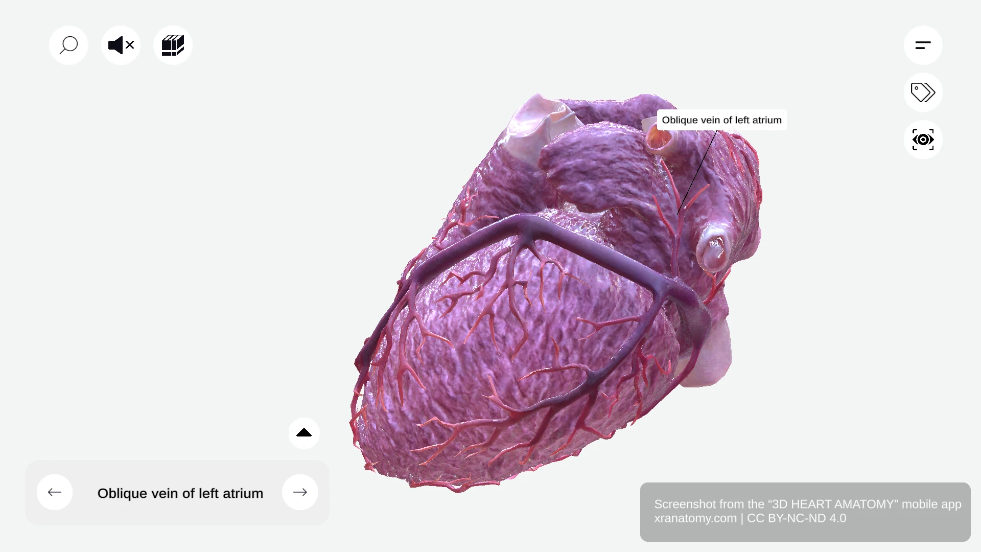 Oblique vein of left atrium anatomy collecting blood from inferior left atrial wall