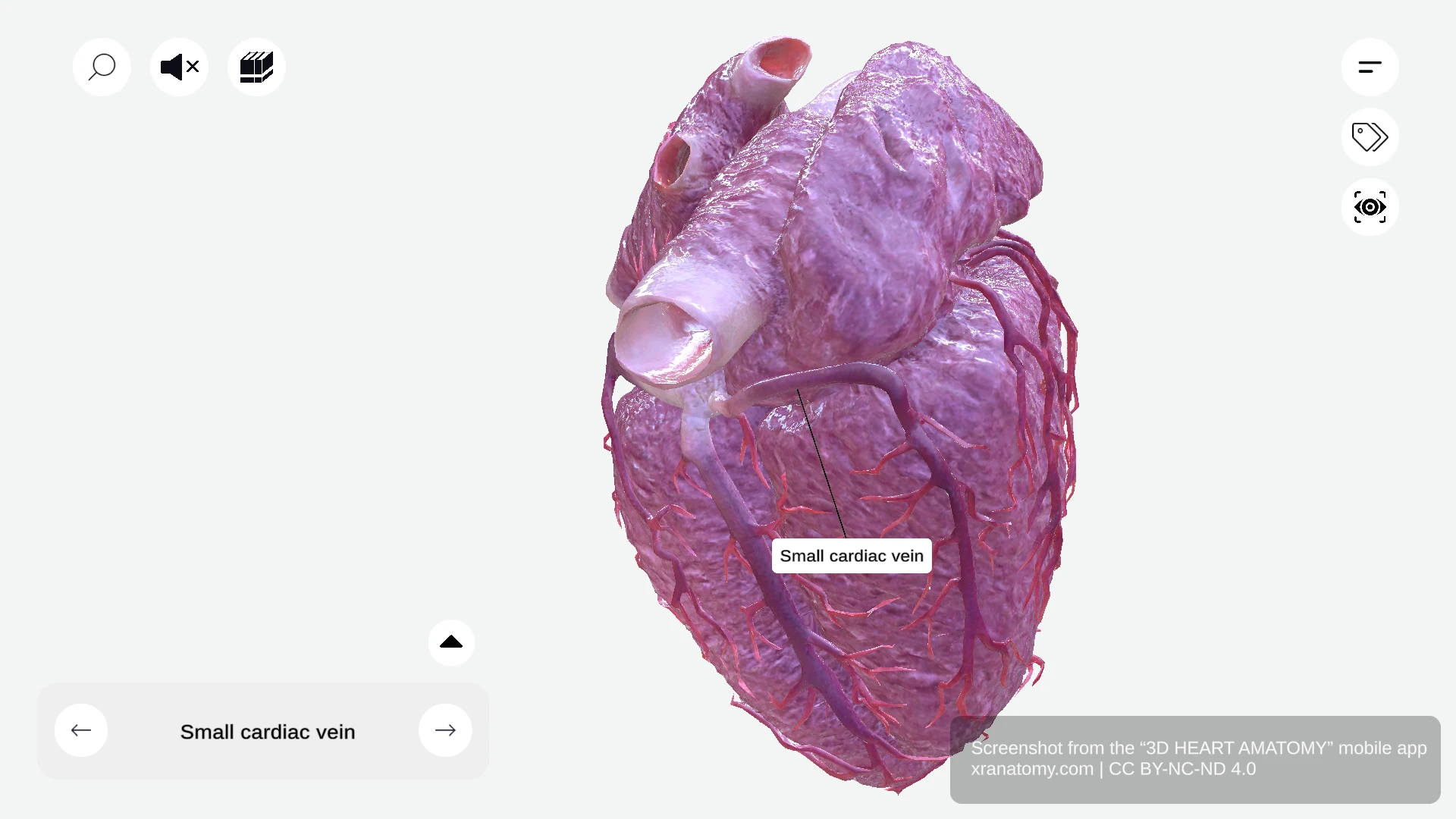 Small cardiac vein anatomy coursing alongside right coronary artery in right atrioventricular groove