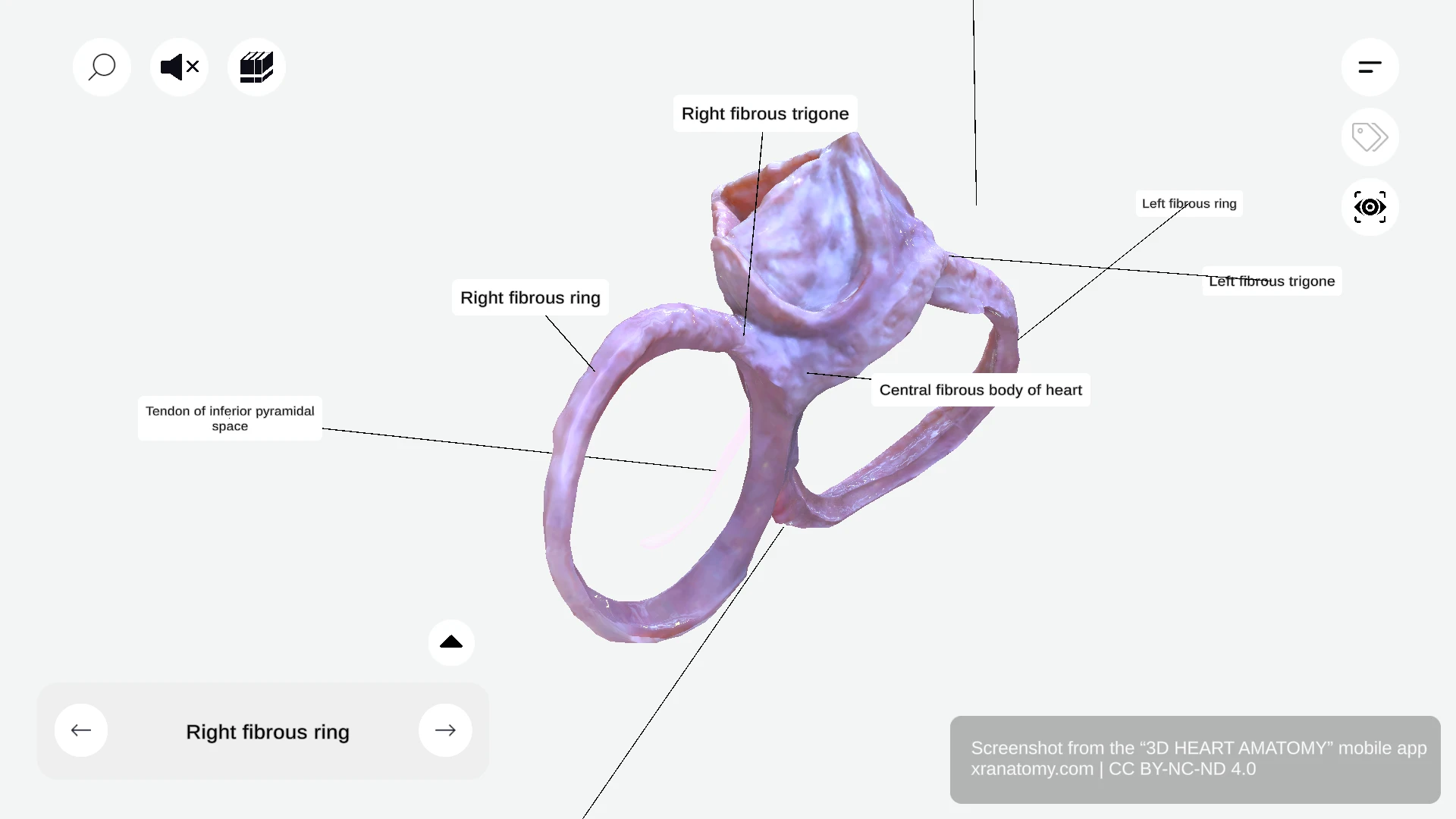 Central fibrous body of the heart showing the strongest portion of cardiac skeleton surrounded by valve rings