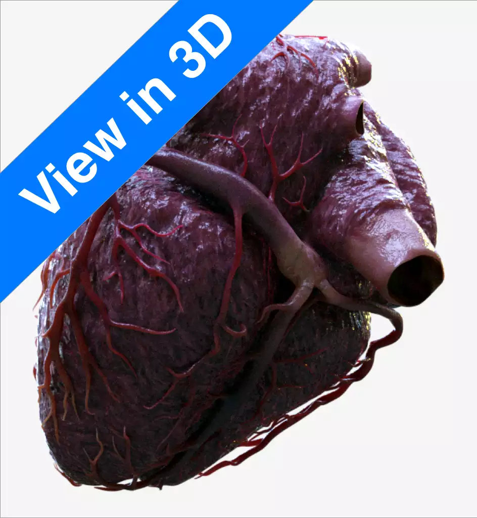 3D Heart Anatomy App