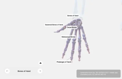 Bones of the Hand Anatomy
