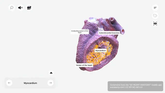 Myocardium and Conducting System