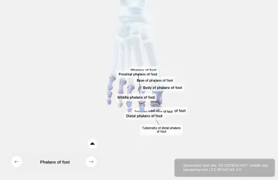 Phalanges of Foot Anatomy - Toe Bones