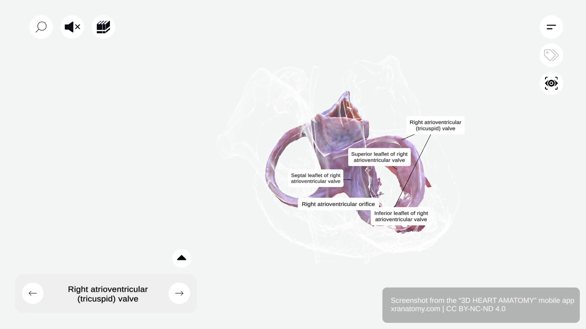 Right Atrioventricular Valve (Tricuspid)