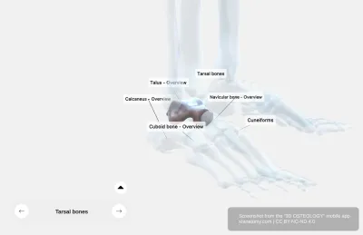 Talus Anatomy - Ankle Bone
