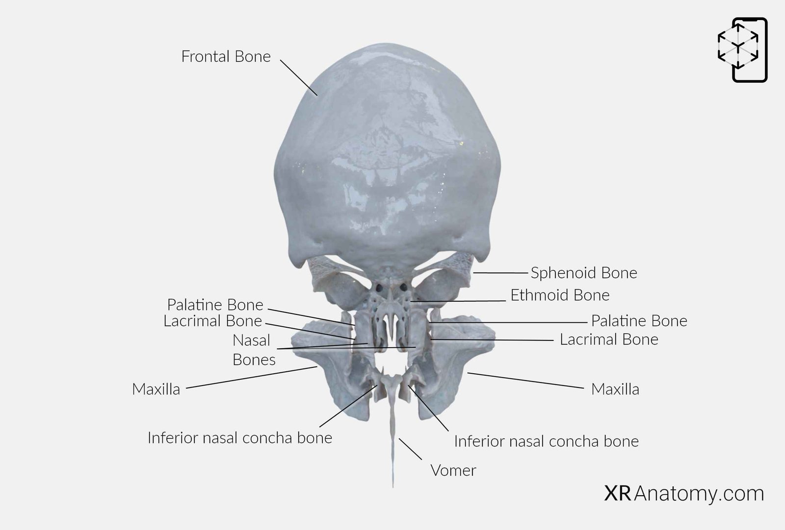 vomer bone anatomy