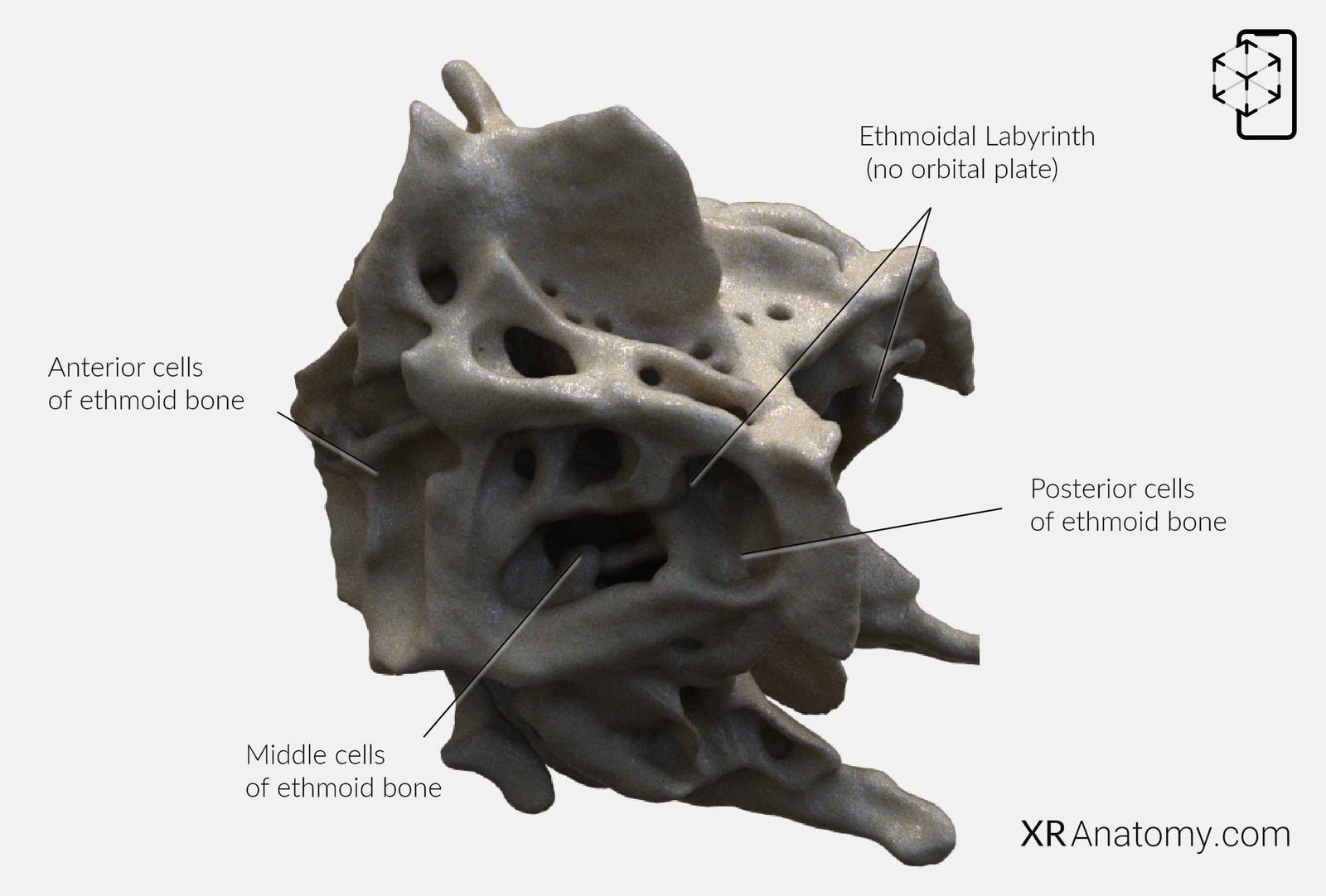 ethmoid bone diagram