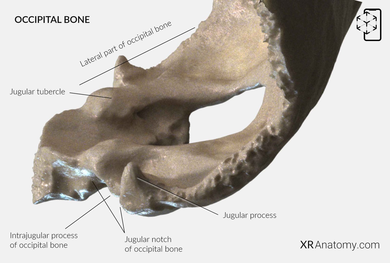 Occipital Bone Jugular Foramen 8500