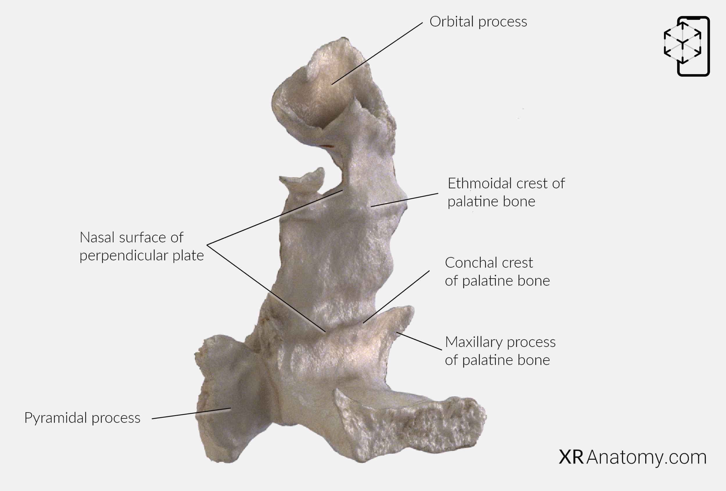 Palatine Bone In AR For Free