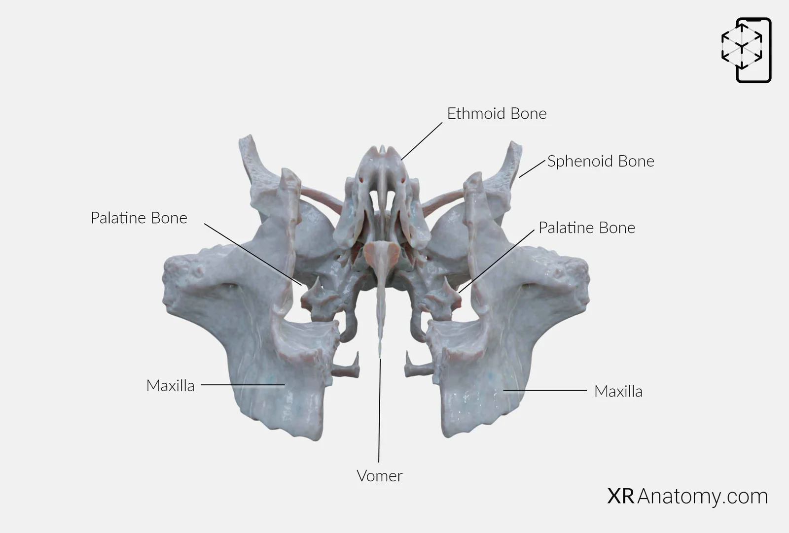 vomer bone anatomy