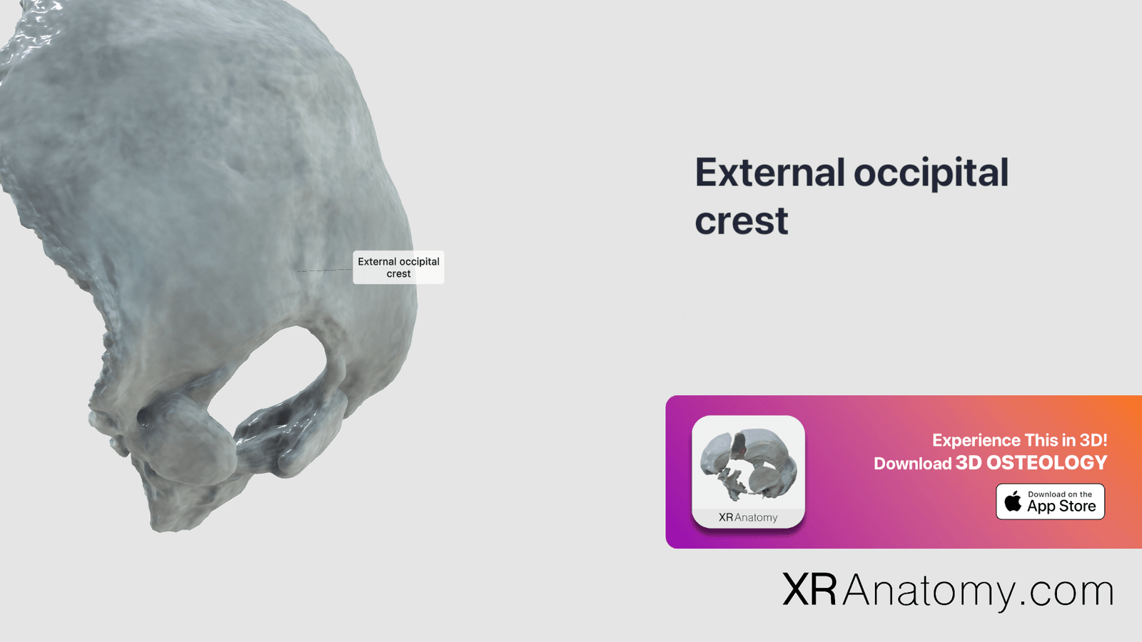External Occipital Crest Of Occipital Bone Xr Anatomy 9440
