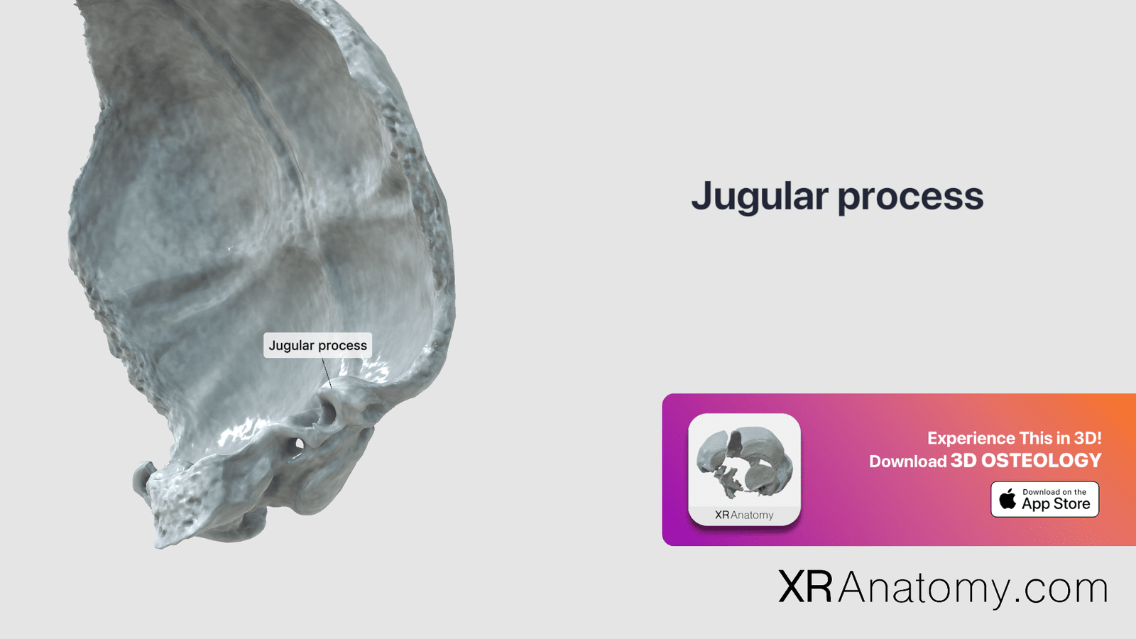 Jugular Process Of Occipital Bone Xr Anatomy 7182